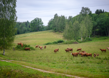 Vivus.lv MTB maratons | 3.posms, Opekalns189