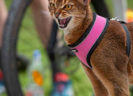 Vivus.lv MTB maratons | 4.posms Jaunpiebalga86