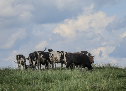 Vivus.lv MTB maratons | 4.posms Jaunpiebalga358