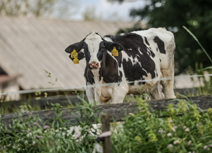 Vivus.lv MTB maratons | 4.posms Jaunpiebalga406